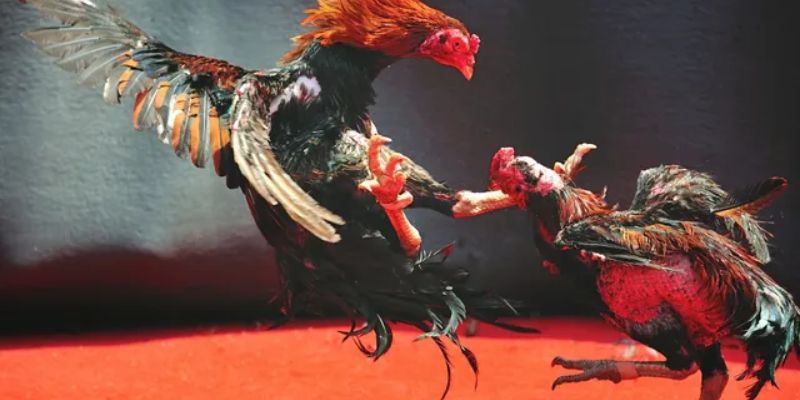 Chiến kê Thomo có khả năng ra đòn hiểm