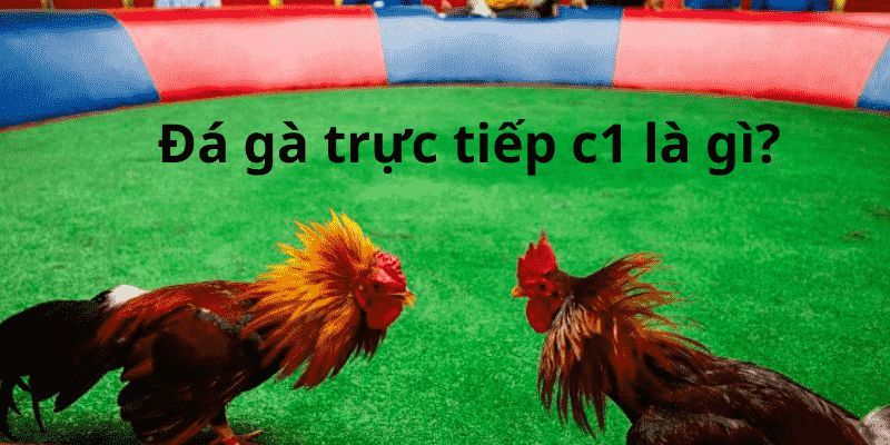 Đá gà C1 là giải đấu chuyên nghiệp và đẳng cấp